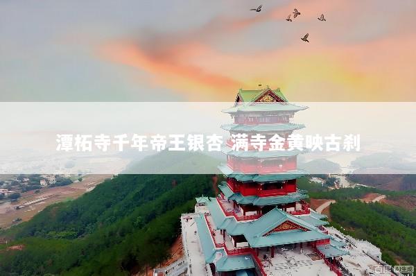 潭柘寺千年帝王银杏 满寺金黄映古刹
