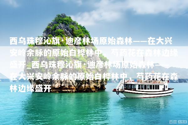 西乌珠穆沁旗·迪彦林场原始森林——在大兴安岭余脉的原始白桦林中，芍药花在森林边缘盛开_西乌珠穆沁旗·迪彦林场原始森林——在大兴安岭余脉的原始白桦林中，芍药花在森林边缘盛开