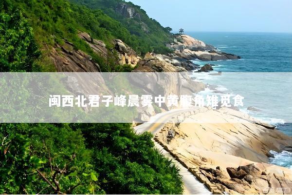 闽西北君子峰晨雾中黄腹角雉觅食